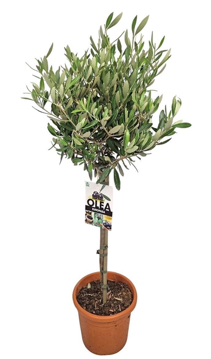<h4>OLEA EUROPAEA</h4>
