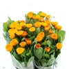 Calendula Orange Double Flowered