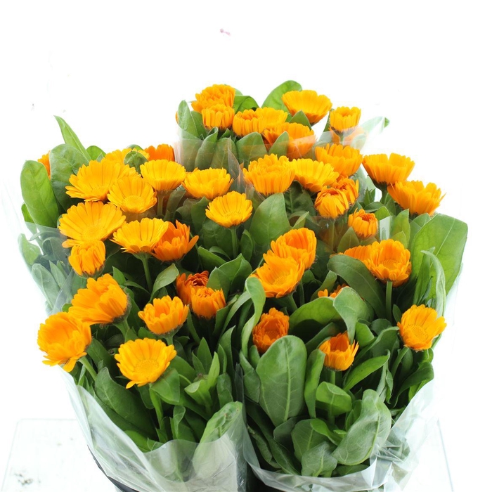 Calendula Orange Double Flowered