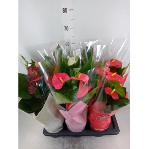 Anthurium   ...mix 4