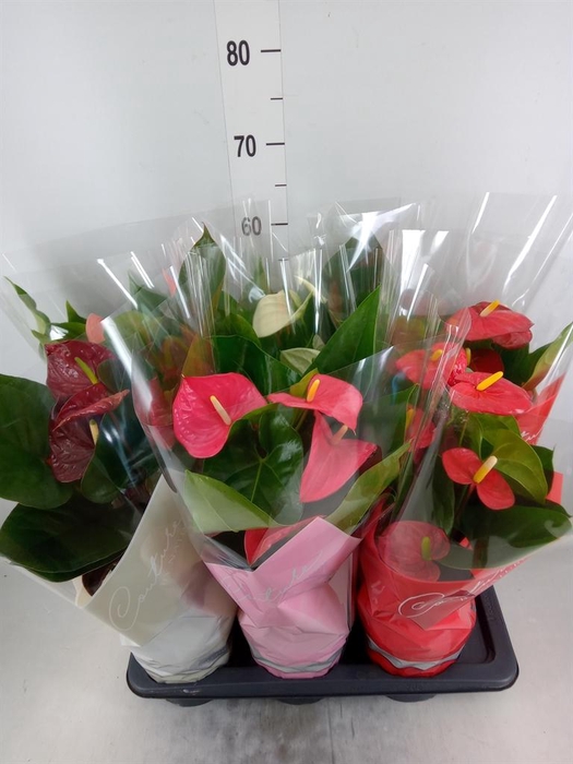 <h4>Anthurium   ...mix 4</h4>