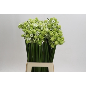 Ornithogalum Saundersiae