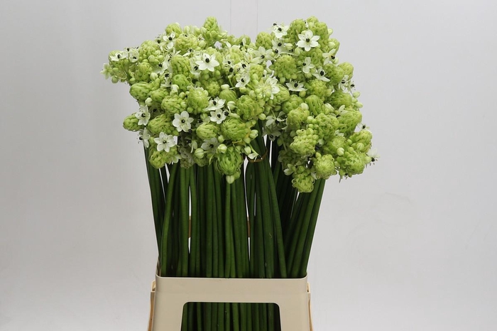 <h4>Ornithogalum Saundersiae</h4>
