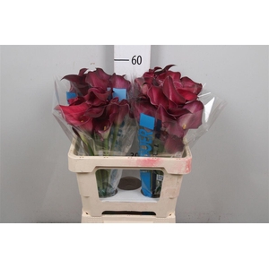 Zant Durban Bordeaux