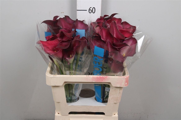 <h4>Zant Durban Bordeaux</h4>