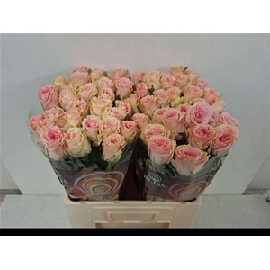 R Gr Duchesse