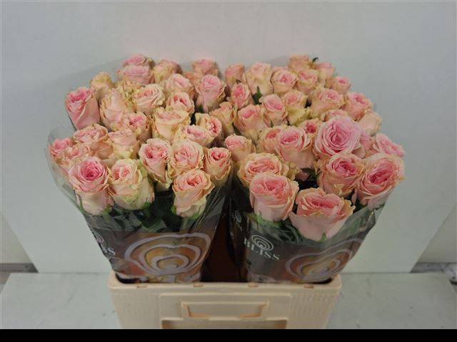 R Gr Duchesse
