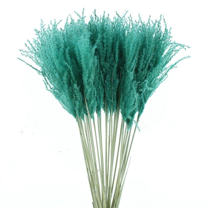 <h4>Dried Stipa Feather Turqouise</h4>