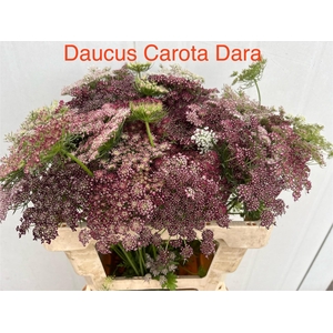 DAUCUS CAROTA DARA
