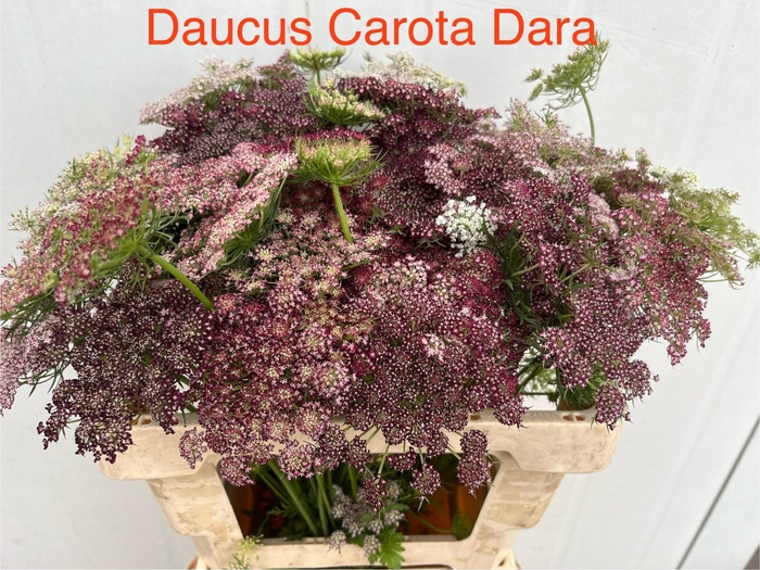 <h4>DAUCUS CAROTA DARA</h4>