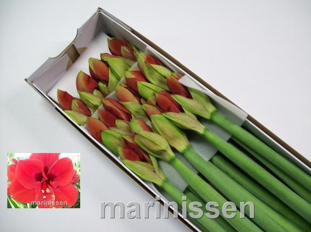 <h4>HIPP GA FERRARI</h4>