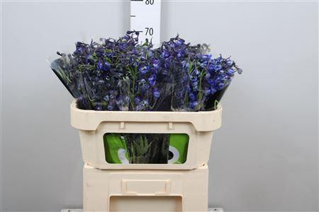 <h4>Delph En Donna</h4>