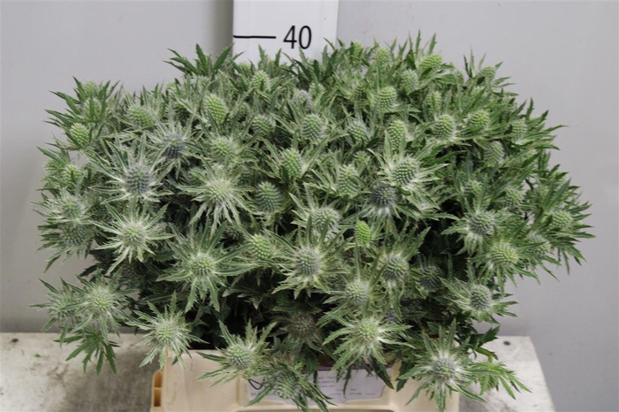 <h4>Eryn Sirius Qstar</h4>