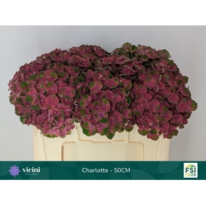 HYDR M MAG CHARLOTTE