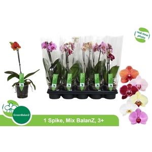 PHAL GEM