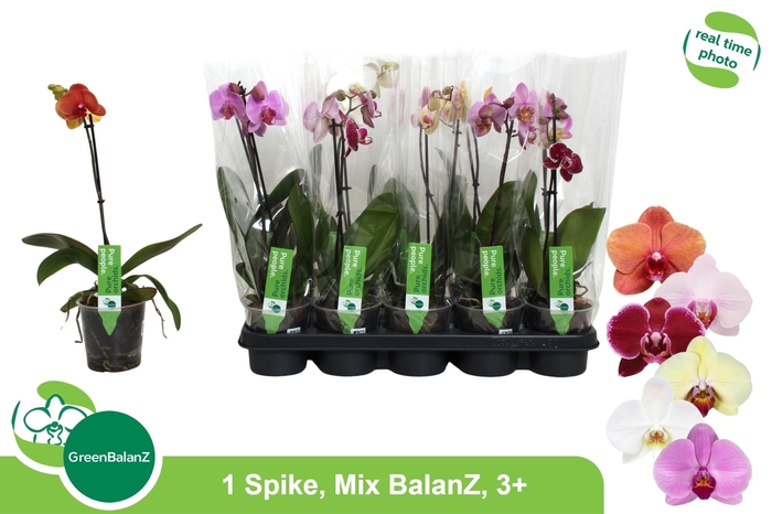 <h4>PHAL GEM</h4>