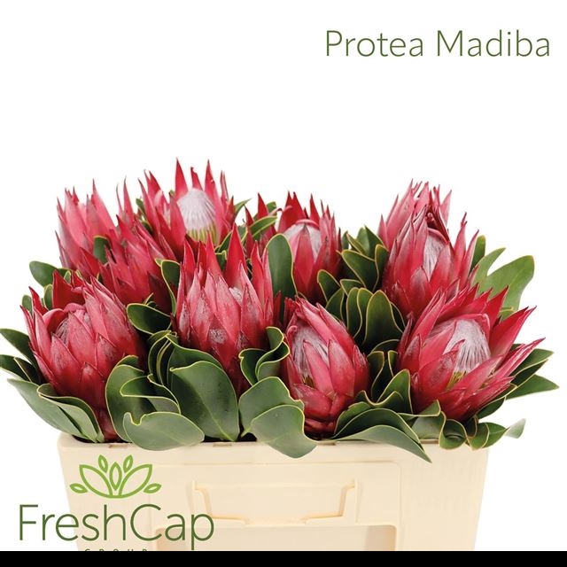 <h4>PROTEA CY MADIBA</h4>