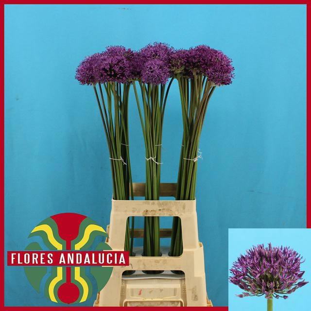 <h4>ALLIUM GLADIATOR</h4>