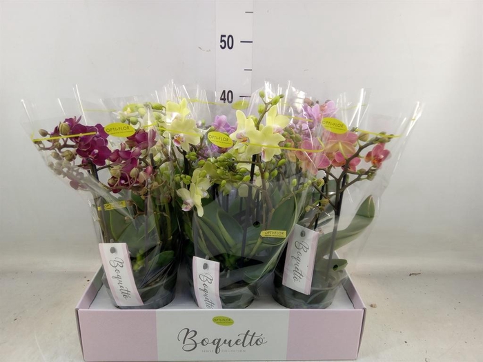<h4>Phalaenopsis multi.   ...mix</h4>