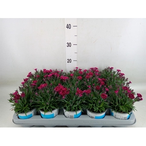 Dianthus  'Viva Magenta'