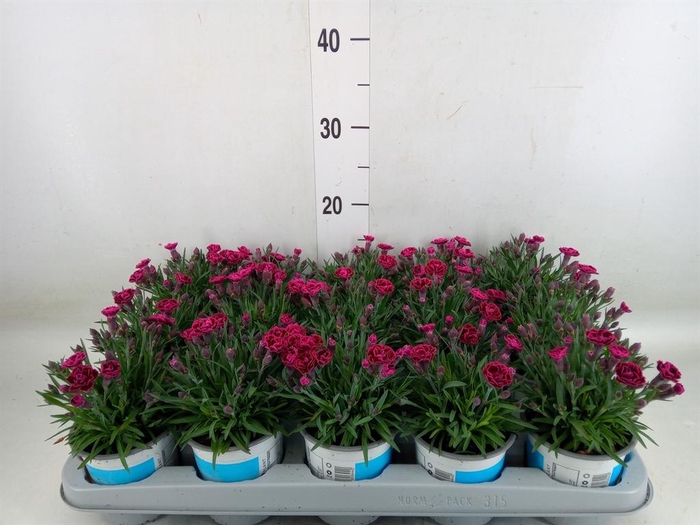 <h4>Dianthus  'Viva Magenta'</h4>