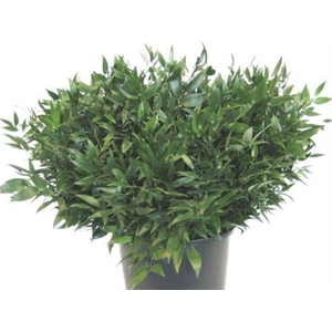 Ruscus Kort 200 Gram