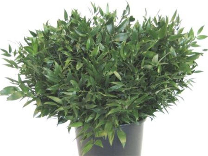 <h4>Ruscus Kort 200 Gram</h4>