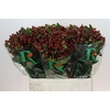 Hypericum Magical Cherry Brown