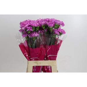 Dianthus St Yukari Scuro