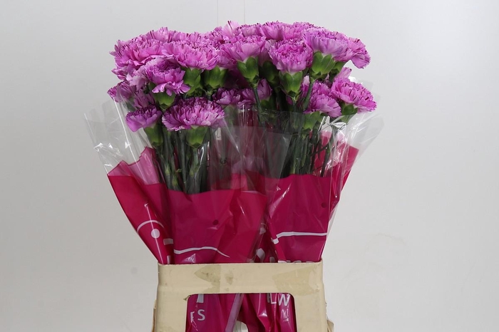 <h4>Dianthus St Yukari Scuro</h4>