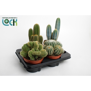 CACTUS GEM 3 SRT