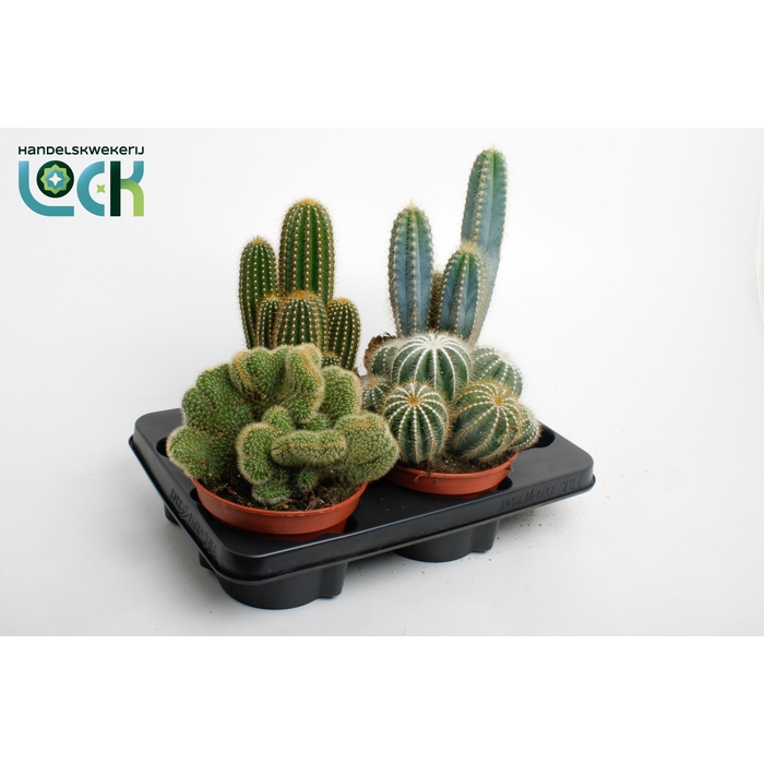 <h4>CACTUS GEM 3 SRT</h4>