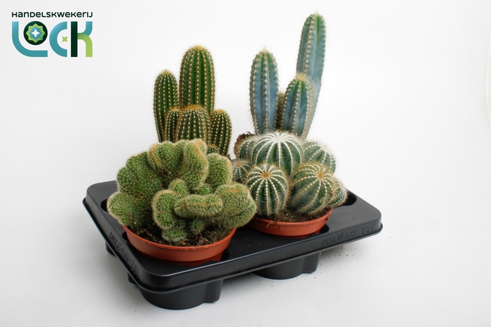 CACTUS GEM 3 SRT
