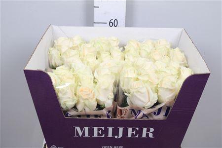 <h4>ROSA GR 'FOUR SEASONS'</h4>