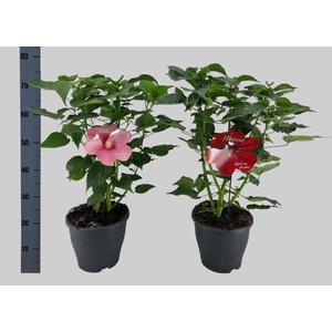 HIBIS M EXTRE GEM