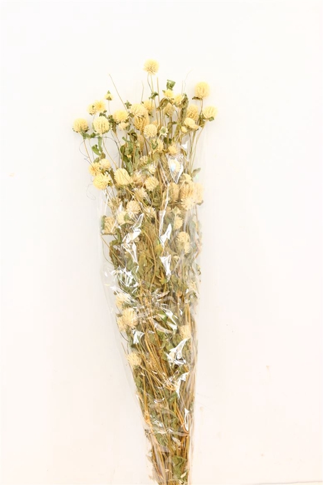 <h4>Dried Gomphrena White Bunch</h4>