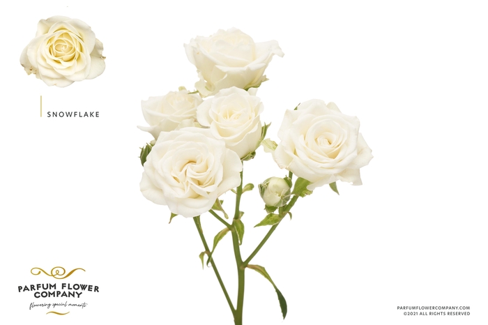 <h4>Rosa Spray Snowflake</h4>