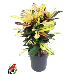 Codiaeum Wilma vertakt P21