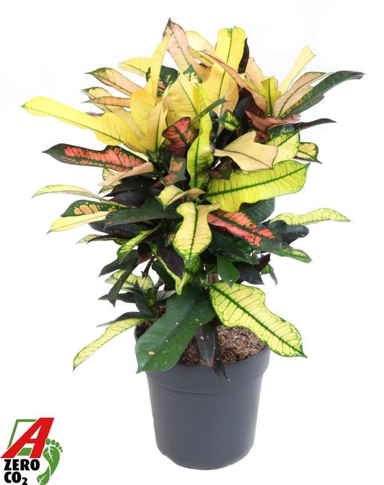 <h4>Codiaeum Wilma vertakt P21</h4>