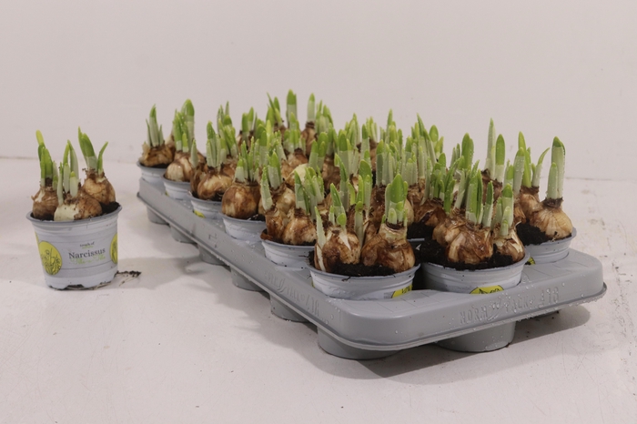 <h4>NARC O TETE A TETE</h4>