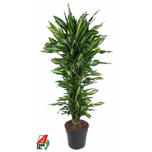 Dracaena Cintho