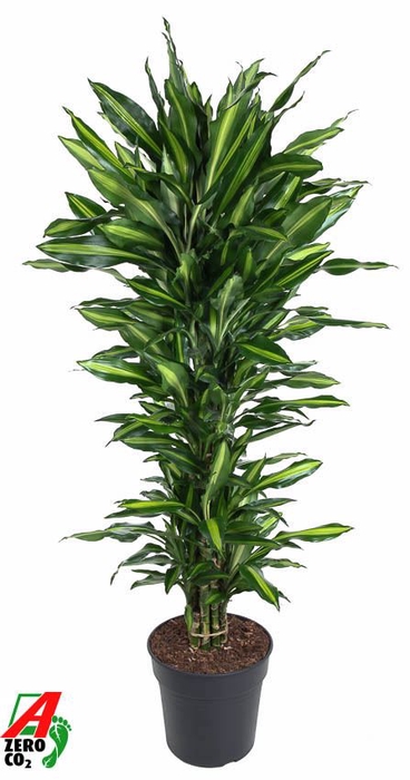 Dracaena Cintho