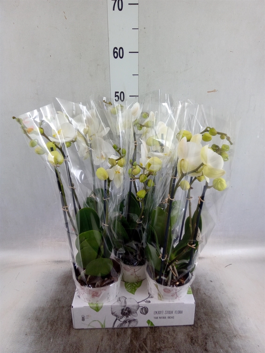 <h4>Phalaenopsis   ...white</h4>