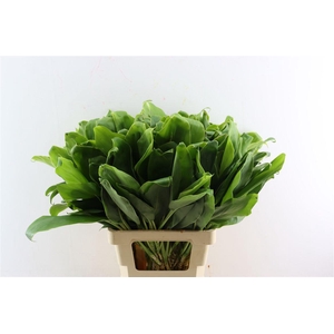 Cordyline Frut White Edge Top