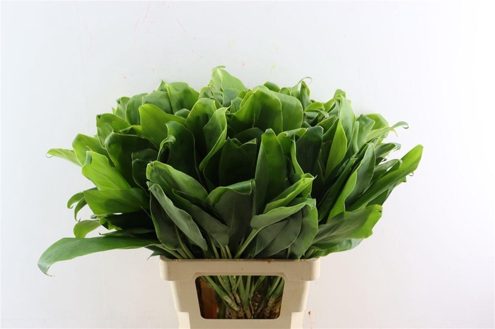 <h4>Cordyline Frut White Edge Top</h4>