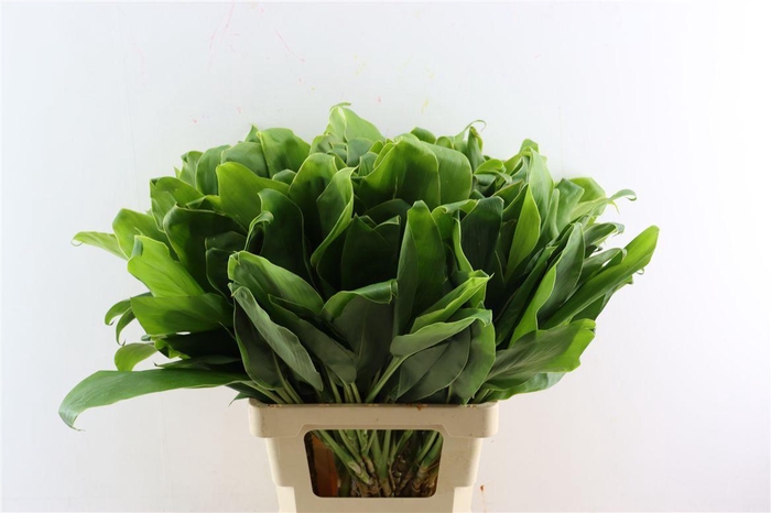 <h4>Cordyline Frut White Edge Top</h4>