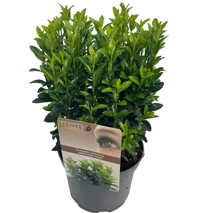 <h4>Euonymus jap. 'Green Spire' (Jean Hugues) sense</h4>