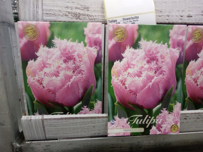 <h4>Tulipa   ...flowerbulbs</h4>