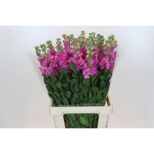 Matthiola Iron Hot Pink