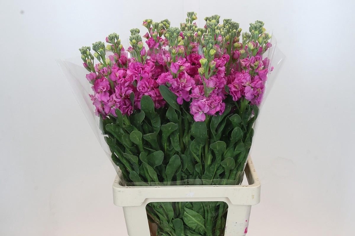 <h4>Matthiola Iron Hot Pink</h4>